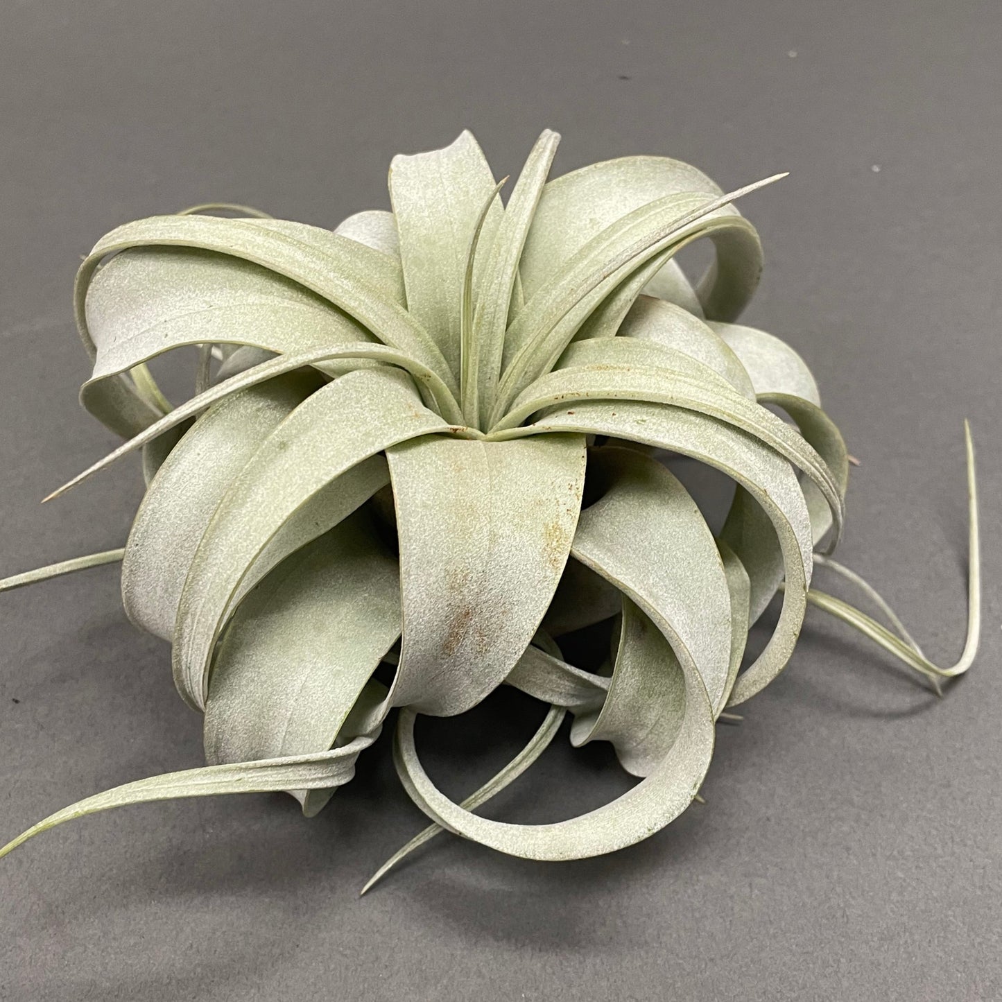 Air Plant 'Xeros'