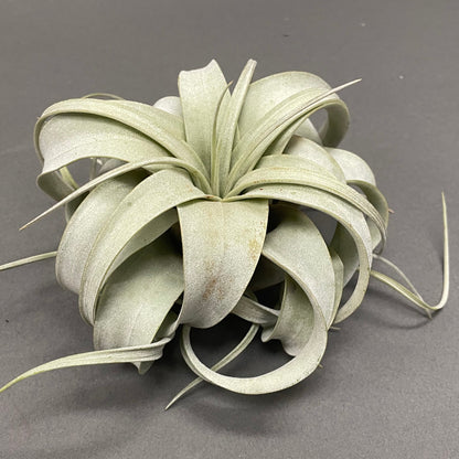 Air Plant 'Xeros'