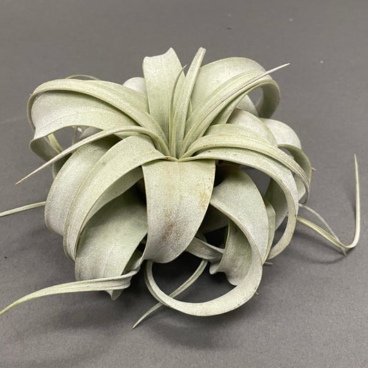 Air Plant 'Xeros'