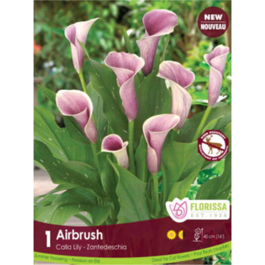 Bulbs Calla Lily Airbrush 1/Pkg.