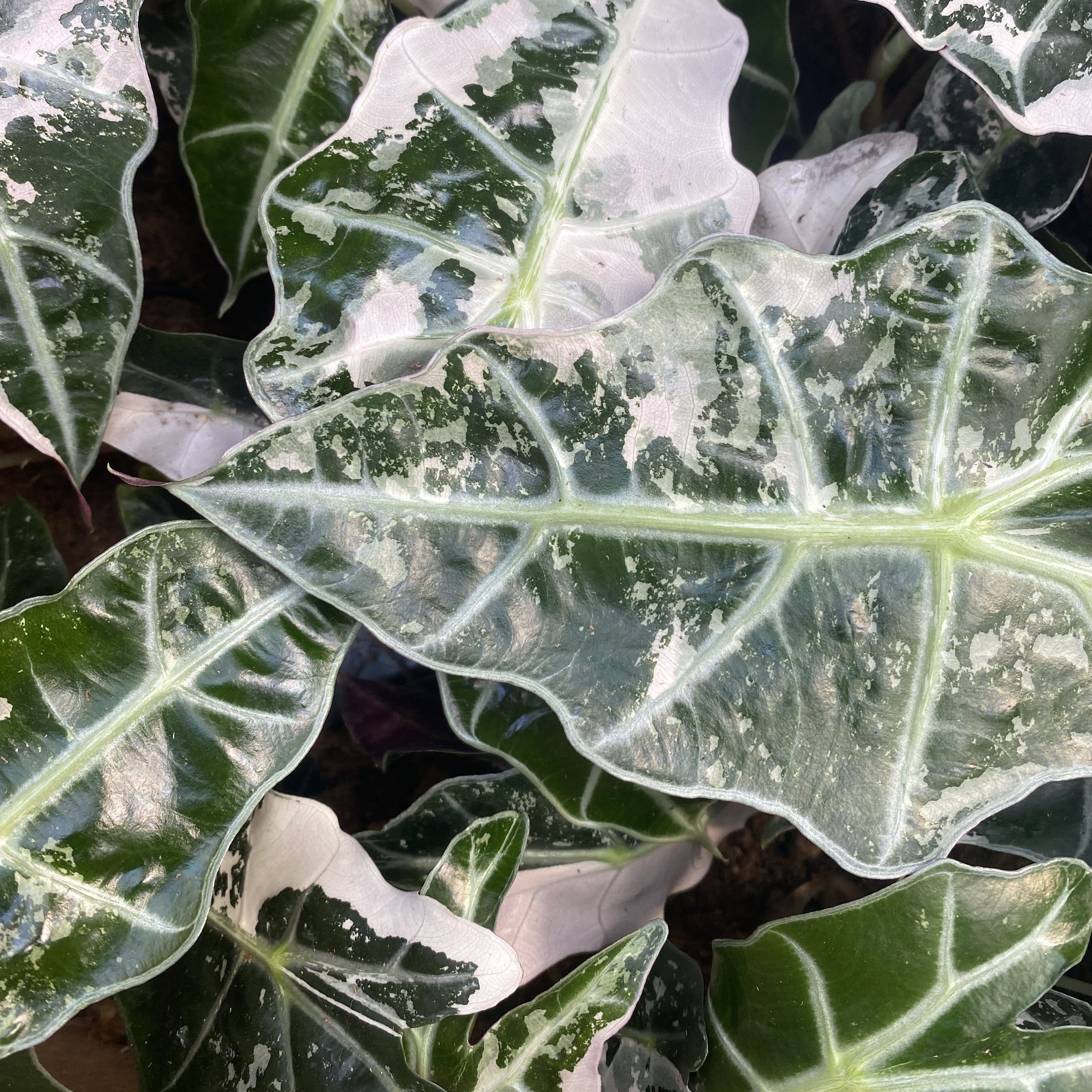 Alocasia 'Pink Polly' Variegated