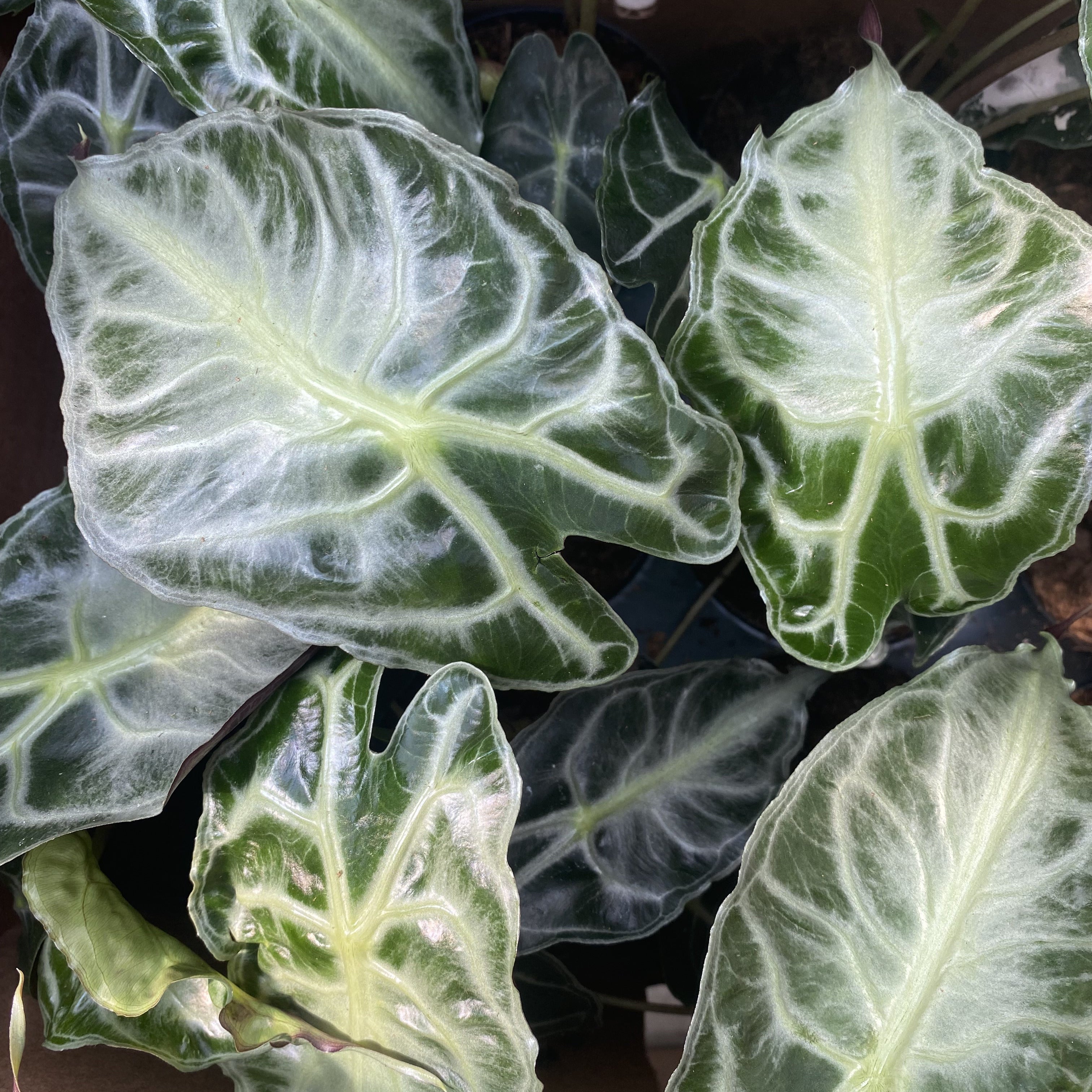 Alocasia 'Venom'