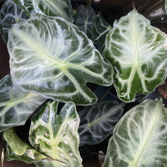 Alocasia 'Venom'