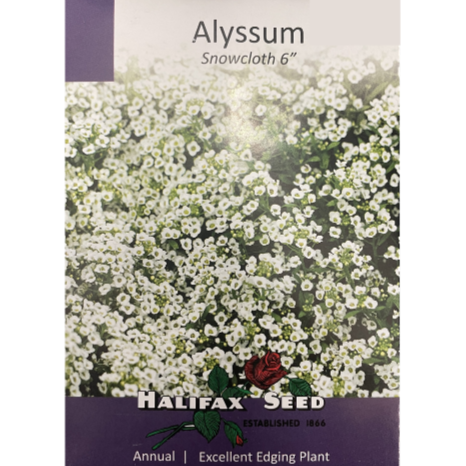 Halifax Seed Alyssum Snowcloth 6"