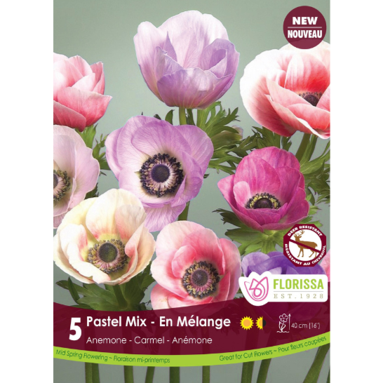 Anemone Caramel Pastel Mix 5/pkg