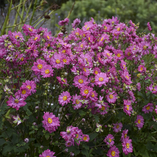Anemone 'Fall in Love®'
