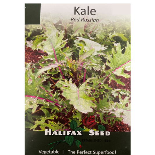 Halifax Seed Kale Red Russian