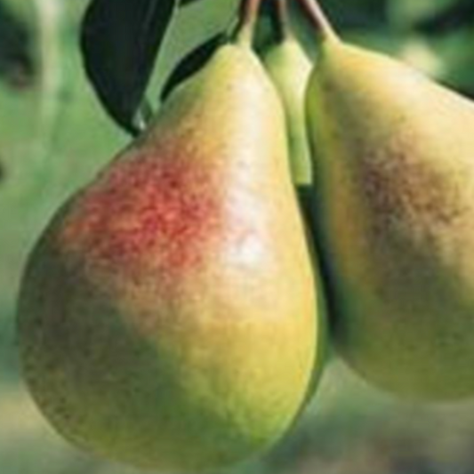 Pear 'Flemish Beauty'