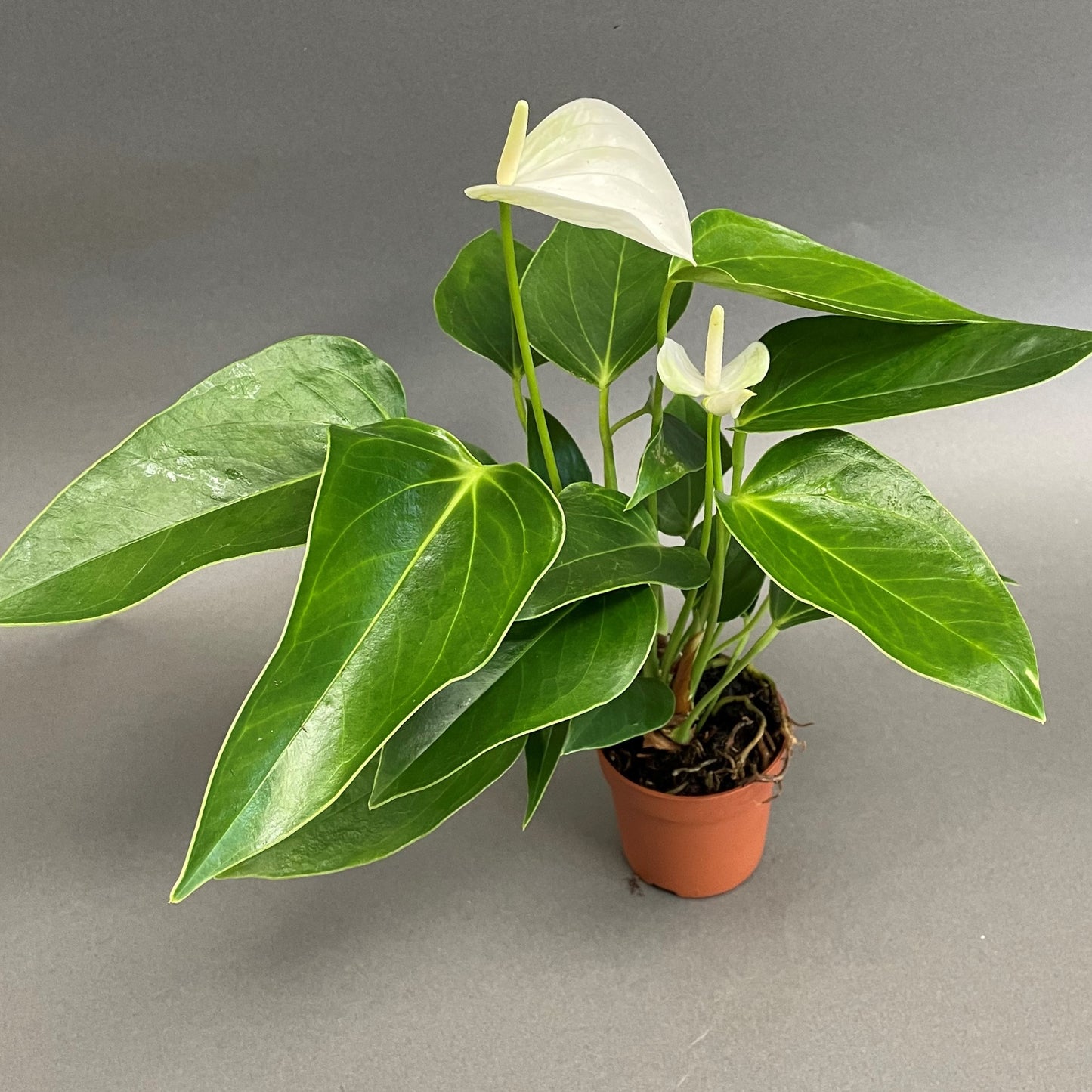 Anthurium andreanum