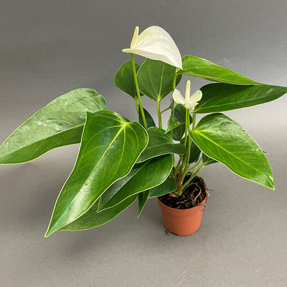 Anthurium andreanum