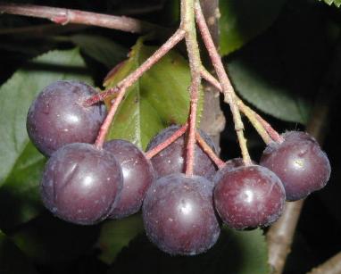 Chokeberry ‘Viking’