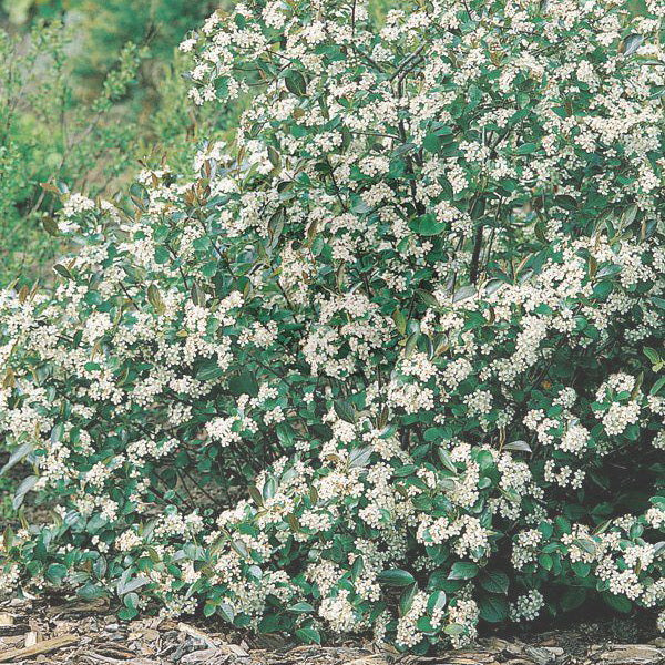 Chokeberry ‘Viking’