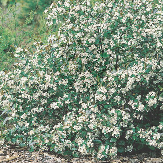 Chokeberry ‘Viking’