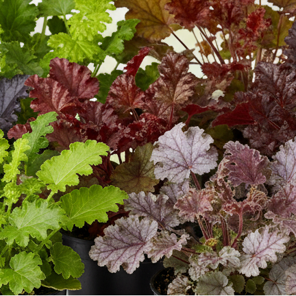 Heuchera Assorted 4.5" Pot