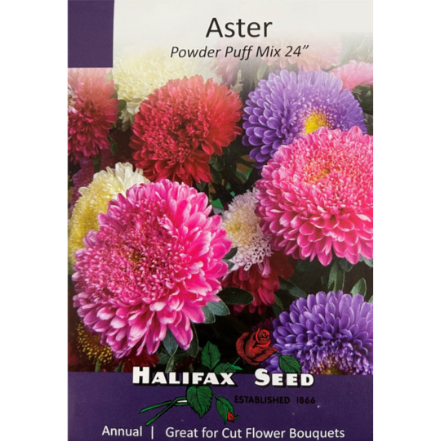 Halifax Seed Aster Powder Puff Mix 24"
