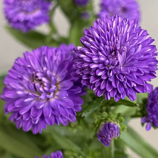 Fall Aster