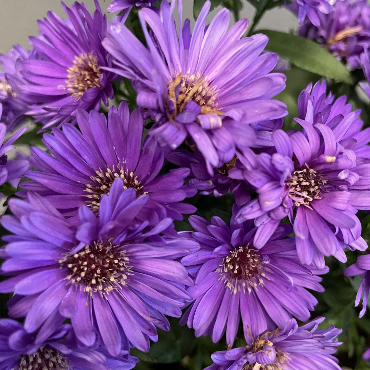 Fall Aster