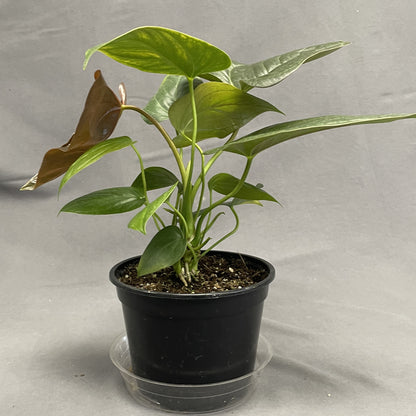 Anthurium Red Leaf 6" Pot