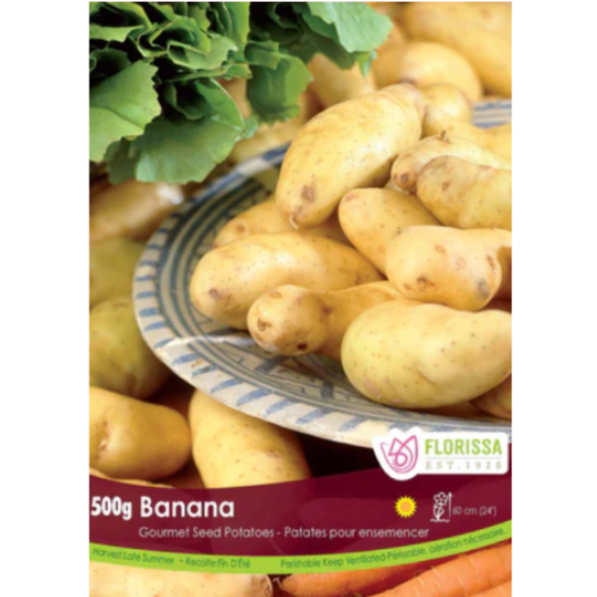 Seed Potatoes Banana 500g