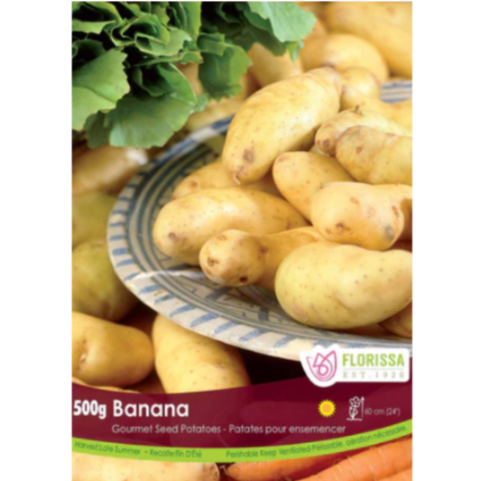 Seed Potatoes Banana 500g