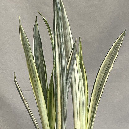 Snake Plant 'Bantel's Sensation'