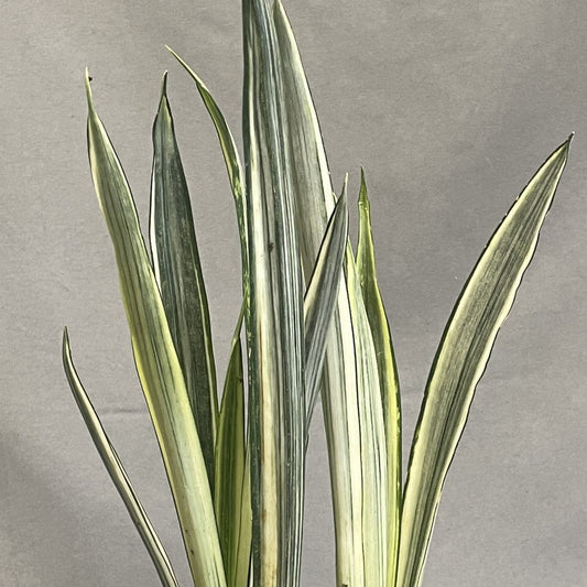Snake Plant 'Bantel's Sensation'