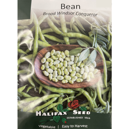 Halifax Seed Bean Broad Windsor Conqueror
