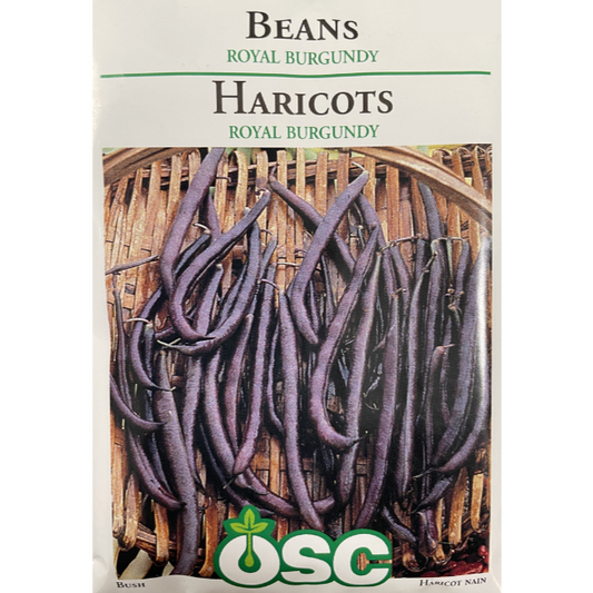 OSC Seeds Beans Royal Burgundy