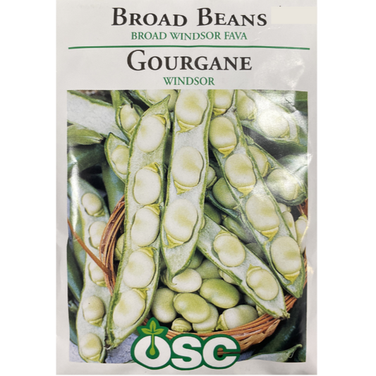 OSC Seeds Broad Beans Broad Windsor Fava Pkg