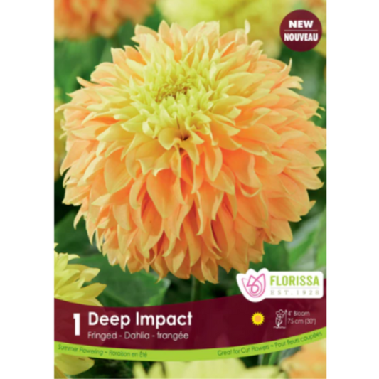 Bulbs Dahlia Fringed Deep Impact 1/Pkg.