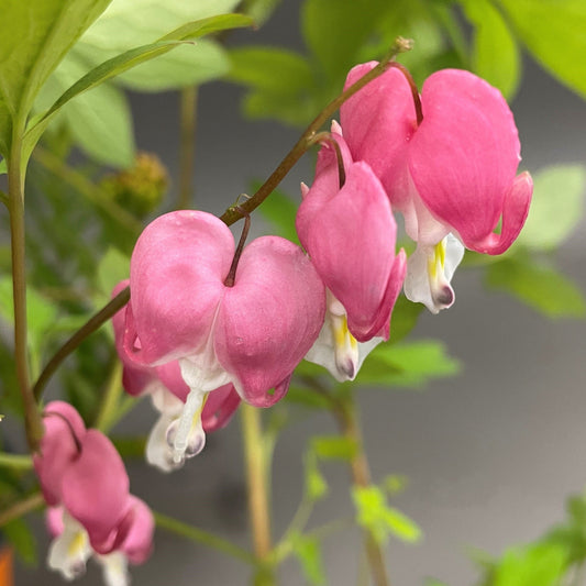 Bleeding Heart 'Gold Heart'
