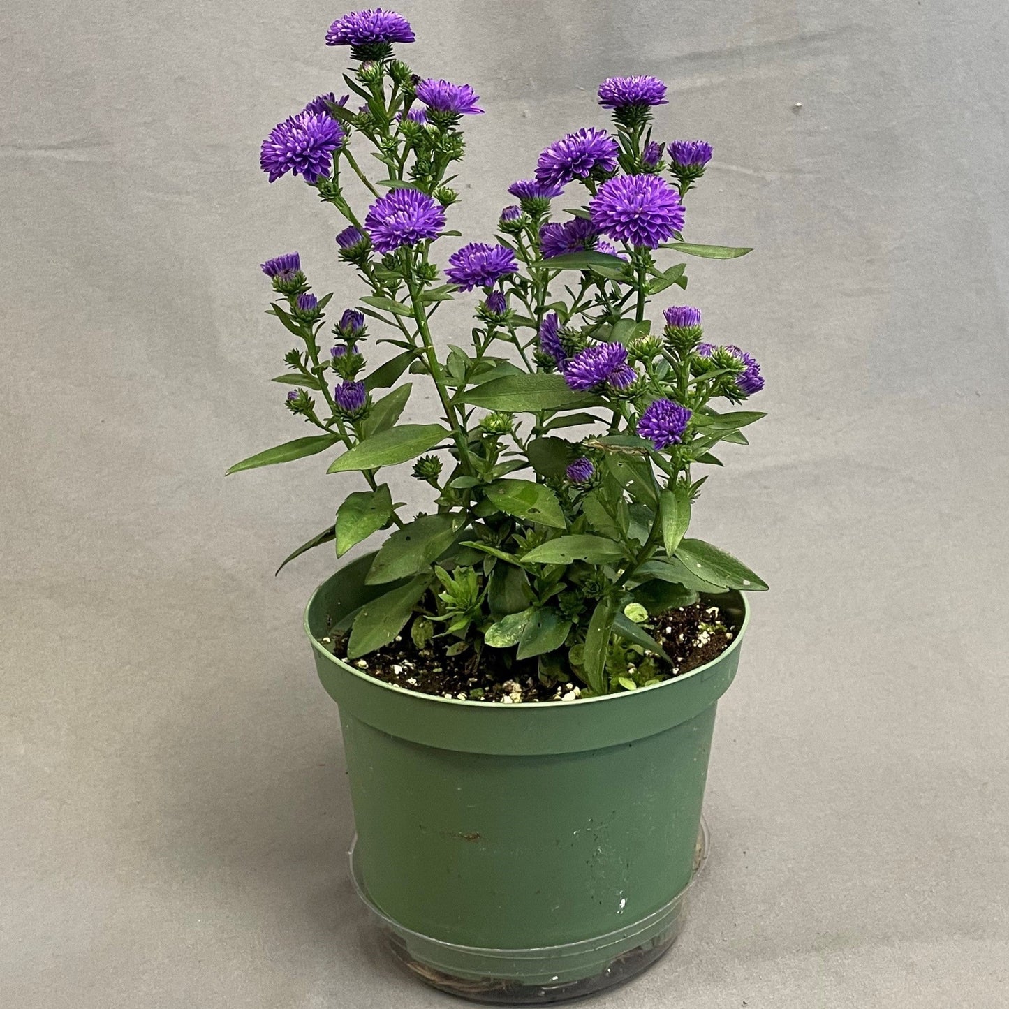 Fall Aster