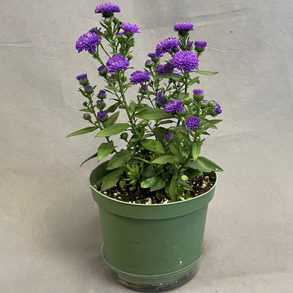 Fall Aster