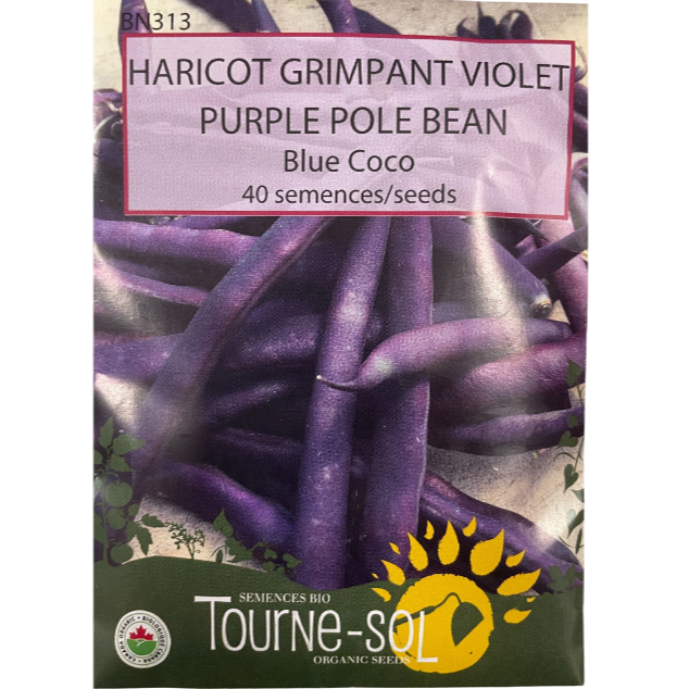 Tourne-Sol Purple Pole Bean Blue Coco Pkg