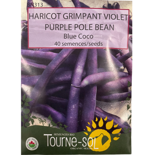 Tourne-Sol Purple Bean  Pole Blue Coco Pkg