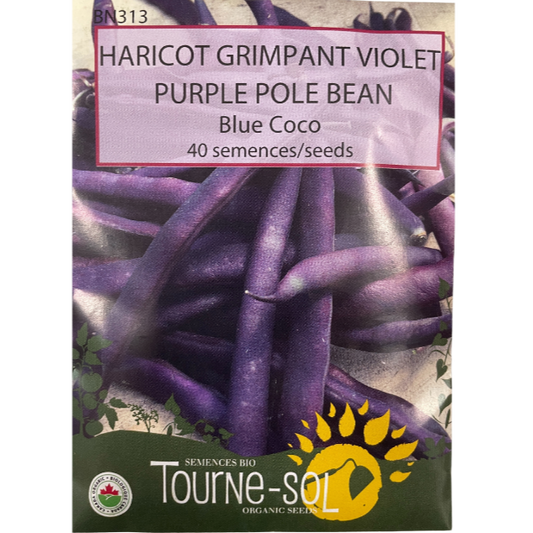 Tourne-Sol Bean Purple Blue Coco Pole Pkg.
