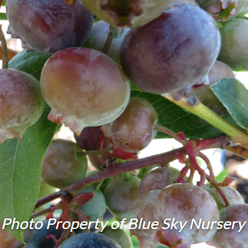 Blueberry Bluecrop (Highbush Blueberry) 2gal