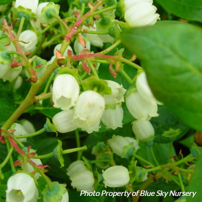 Blueberry 'Blueray' Highbush