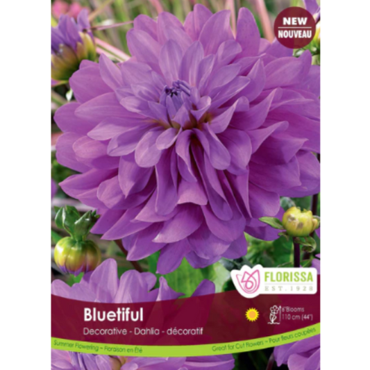 Bulbs Dahlia Dinnerplate Decorative Bluetiful 1/Pkg.