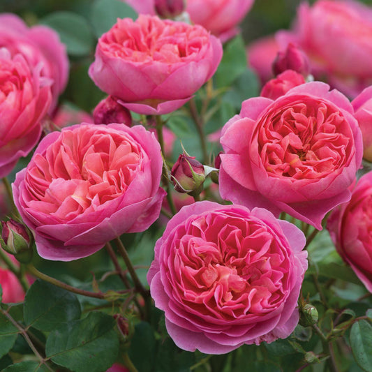 Rose 'Boscobel'