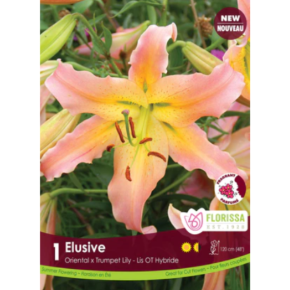 Lily Oriental Trumpet Hybrid Elusive 1/Pkg