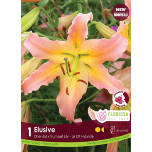 Bulbs Lily O/T Hybrid Elusive 1/Pkg.