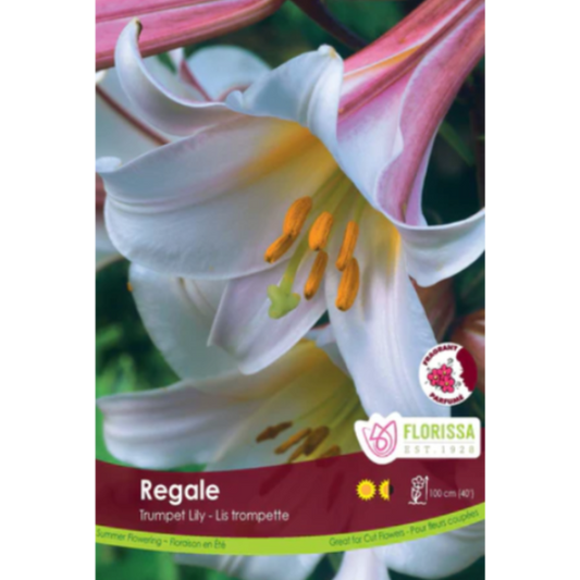 Bulbs Lily Trumpet Regale 1/Pkg.