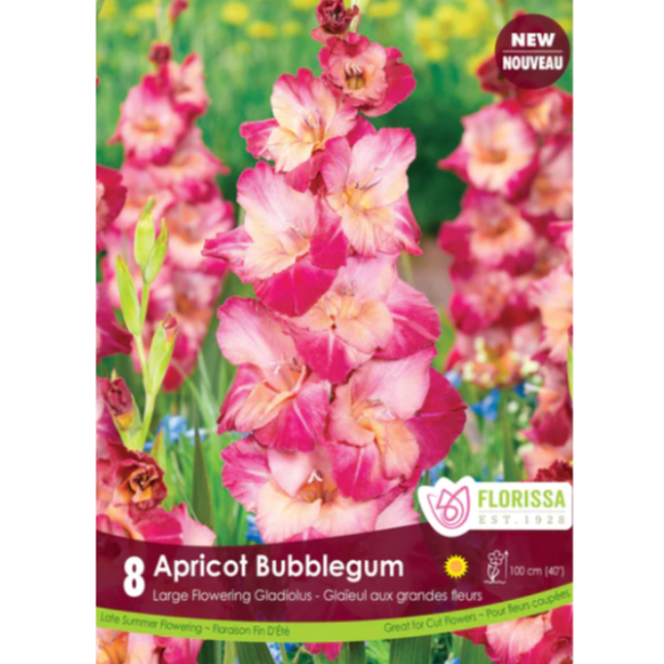 Bulbs Gladiolus Apricot Bubble Gum 8/Pkg.