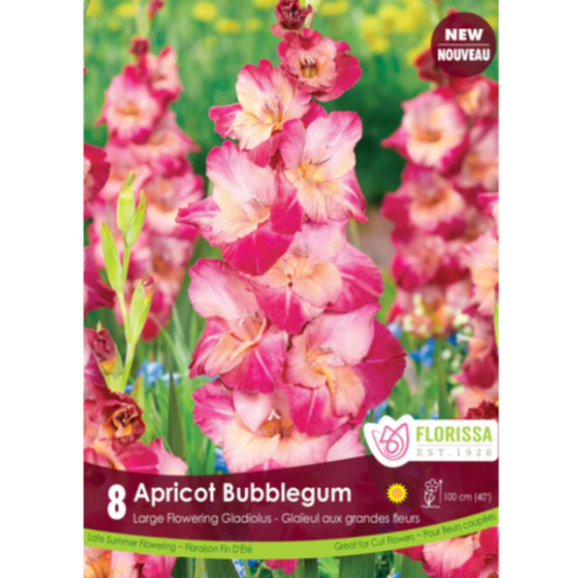 Bulbs Gladiolus Apricot Bubble Gum 8/Pkg.