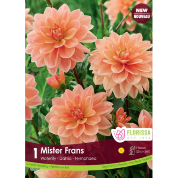 Bulbs Dahlia Waterlily Mister Frans 1/Pkg.