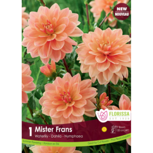 Bulbs Dahlia Waterlily Mister Frans 1/Pkg.