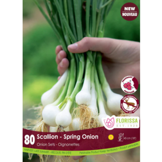 Bulbs Onion Scallions Spring 80/Pkg.