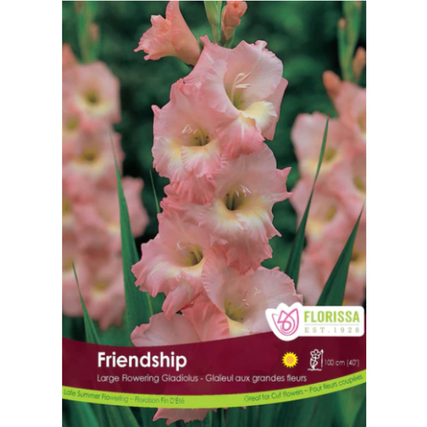 Gladiolus Friendship 8/Pkg