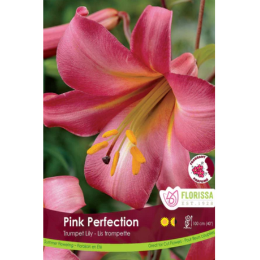 Lily Trumpet Pink Perfection 1/Pkg